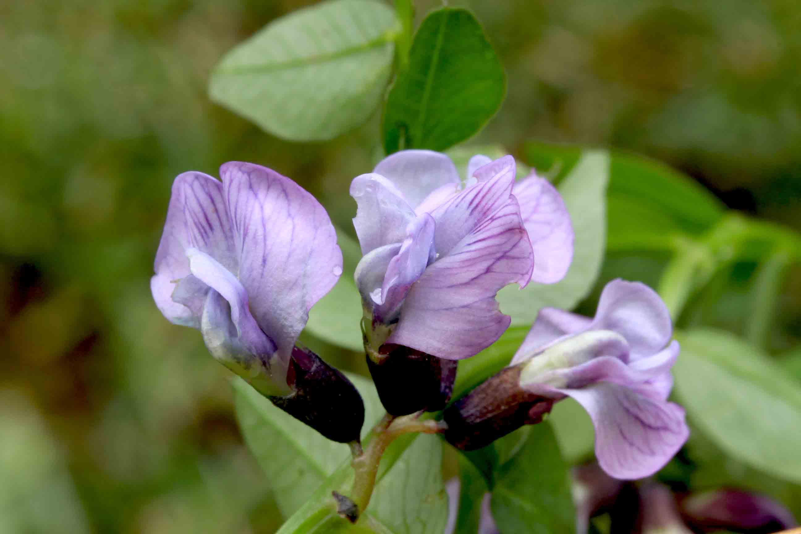 Vicia sepium / Veccia silvana
